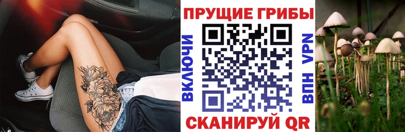 купить  цена  Кириллов  Псилоцибиновые грибы Cubensis 